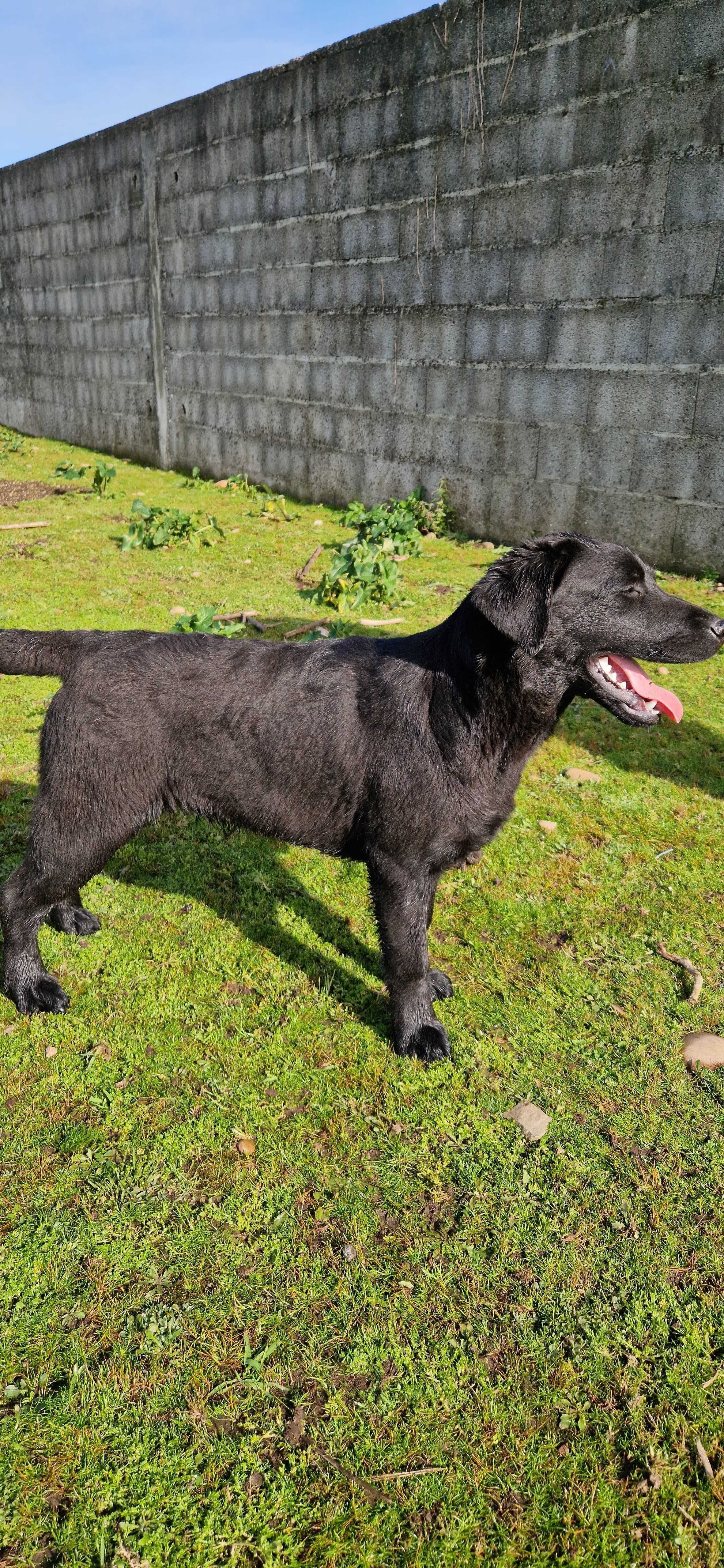 Labrador Retriever