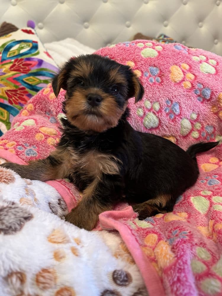Yorkshire Terrier com LOP