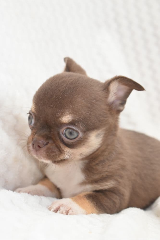 Chihuahua Russo fêmea miniatura chocolate tan