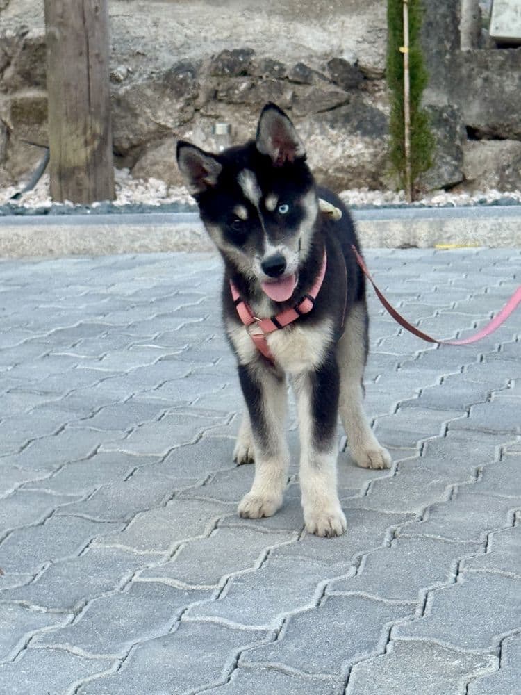 Husky siberiano pedigree FCI c/lop