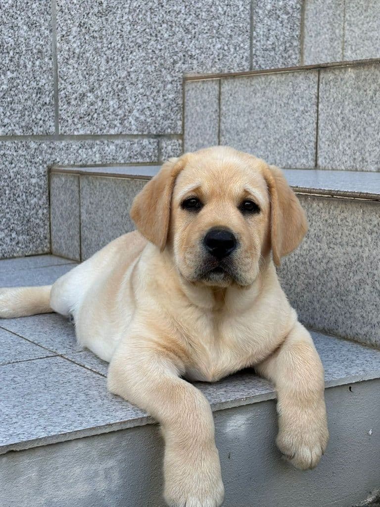 Labrador Retriever com Lop
