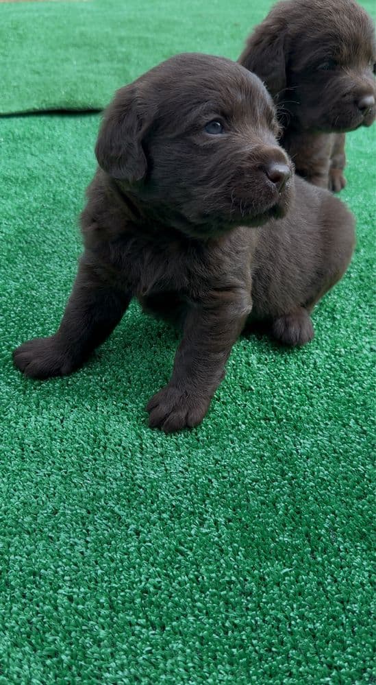 Labrador Retriever Castanho
