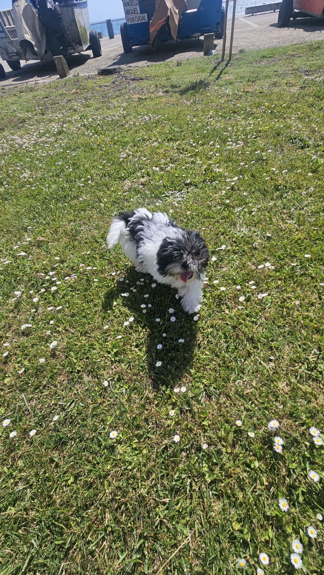 Shih tzu fêmea pura