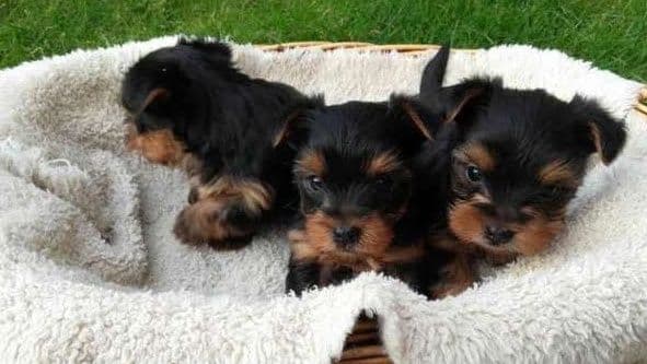 Yorkshire Terrier miniatura -FÊMEA