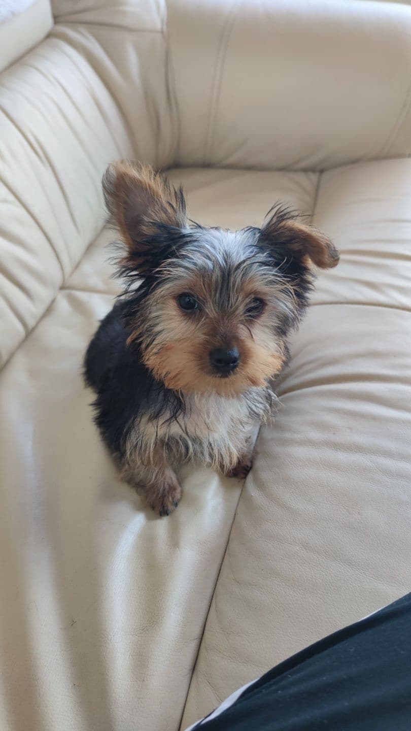 Yorkshire Terrier macho disponível