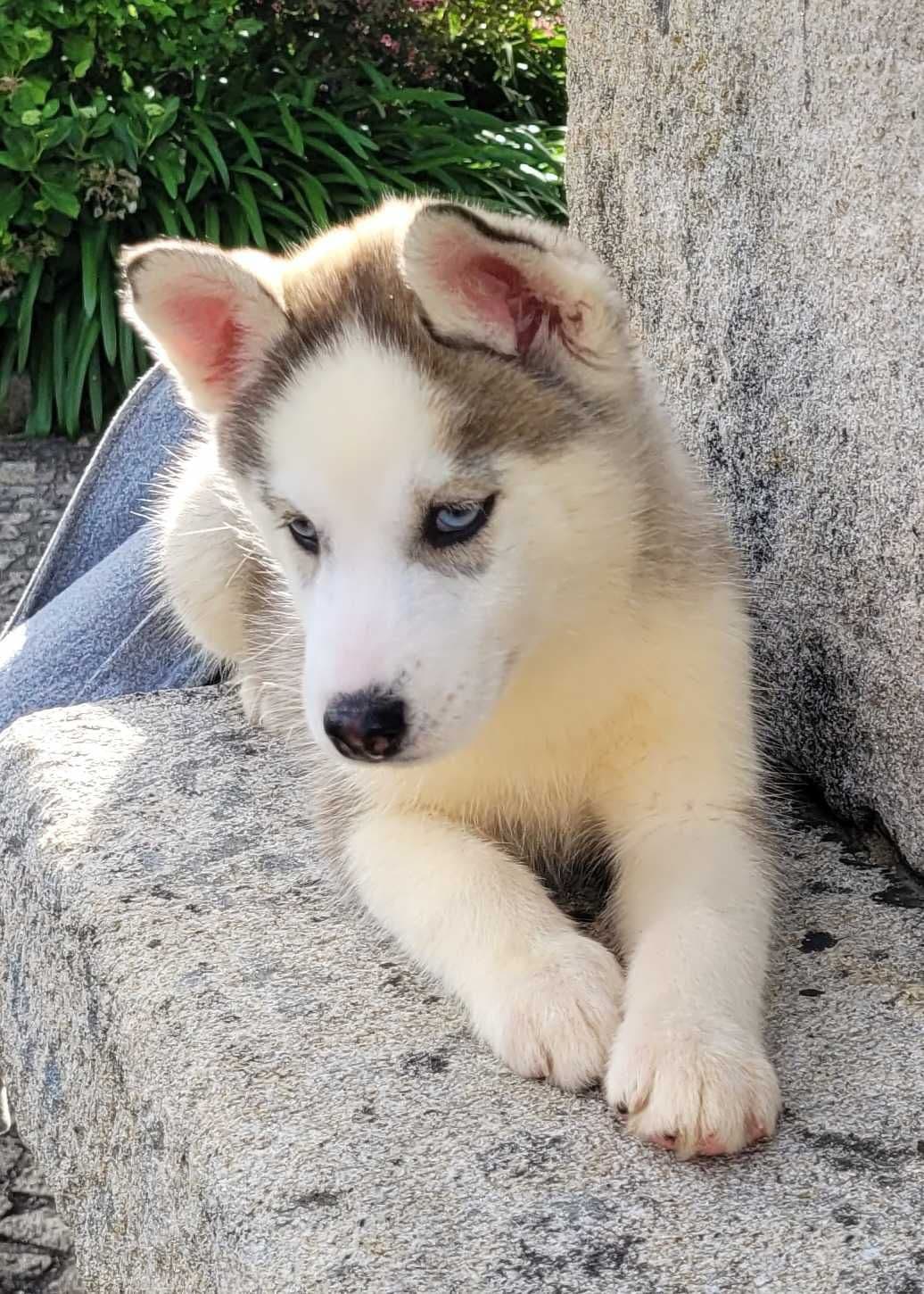 Husky Siberiano Macho