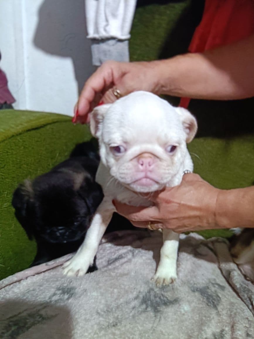 Pug macho pink m