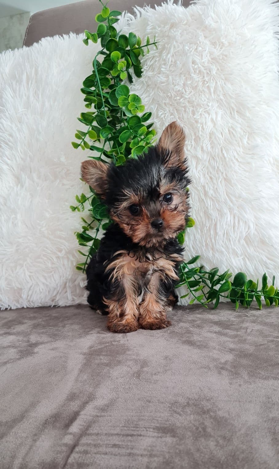 Yorkshire Terrier, mini, top