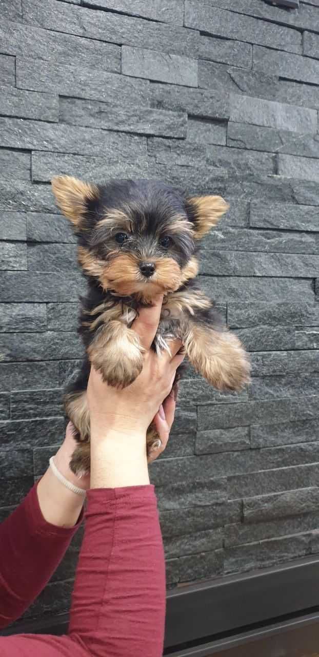 Yorkshire Terrier