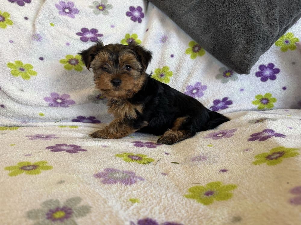 Yorkshire terrier machinho