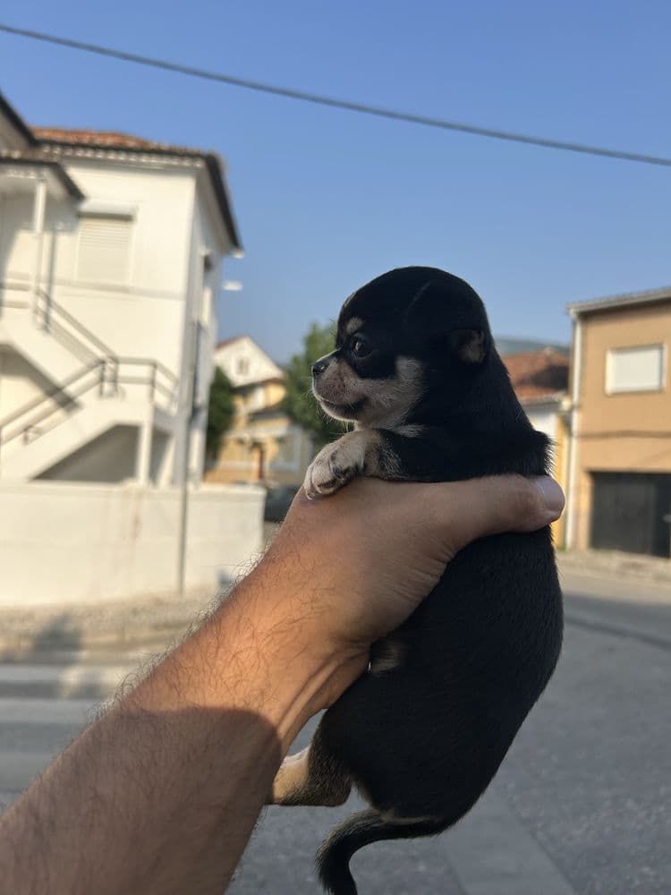Chihuahua menina