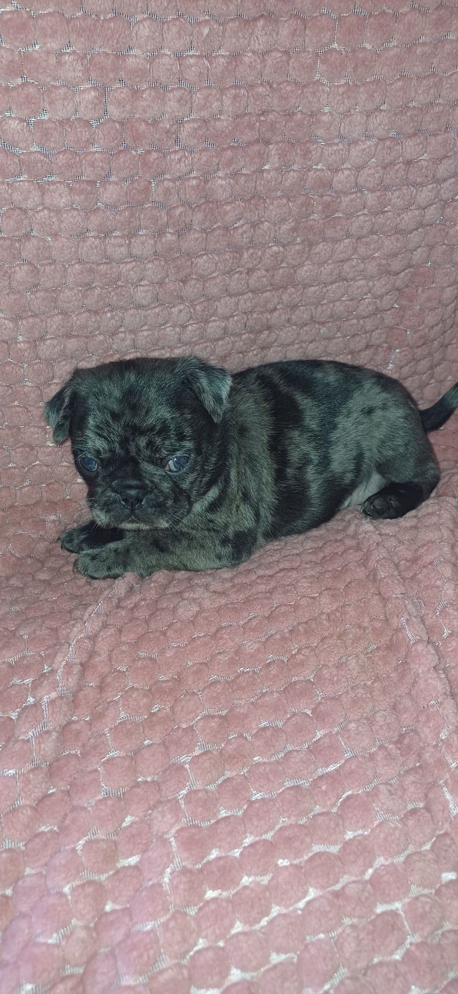 Pug merle de exelente qualidade