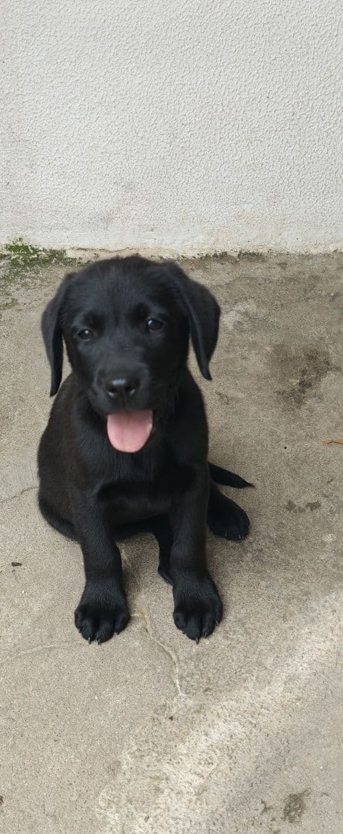 Labrador macho excelência