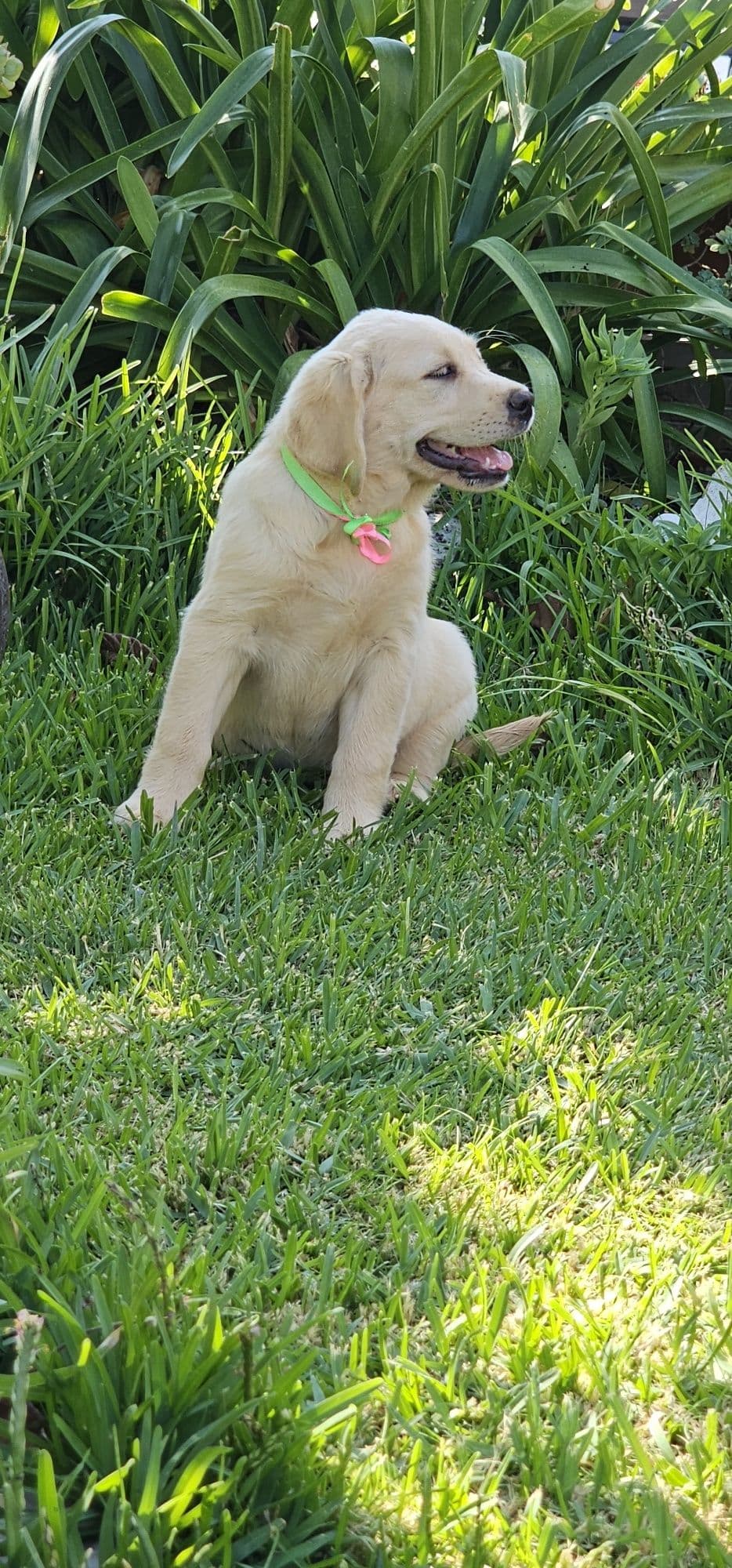 Labrador retriever