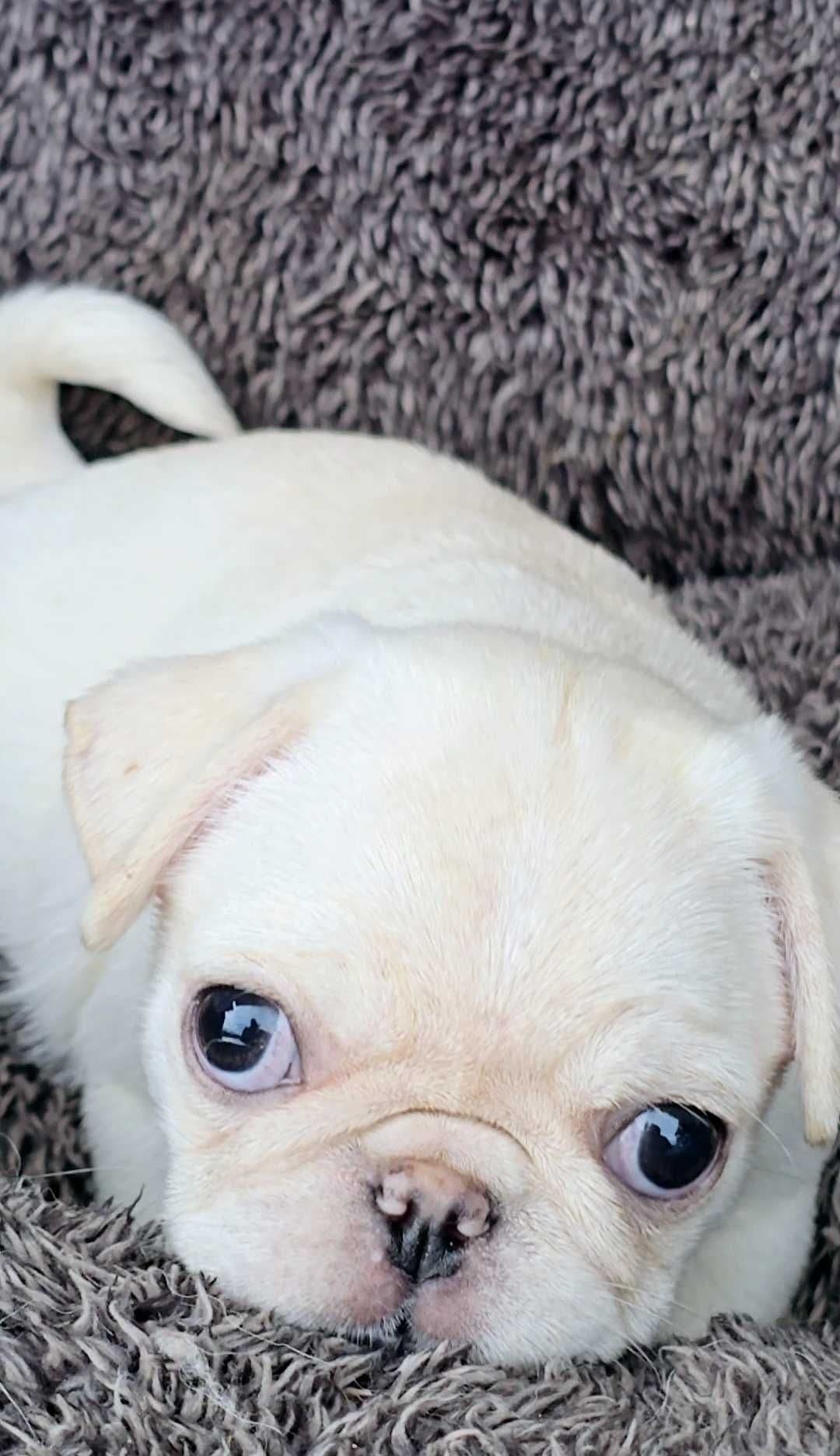 Pug Carlin Fêmea
