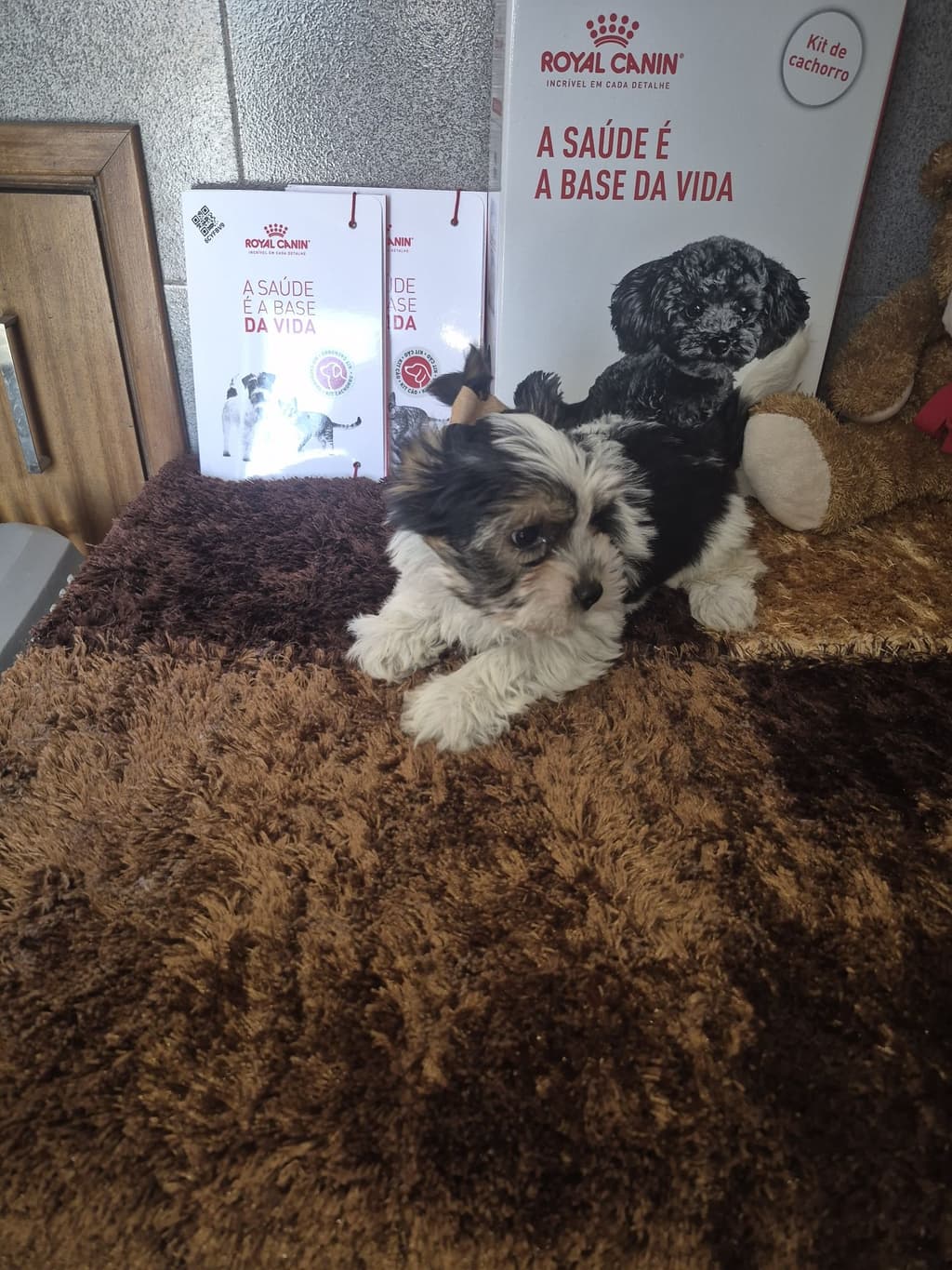 Biewer Terrier Fêmea Criadora Registada PT 3088 FL