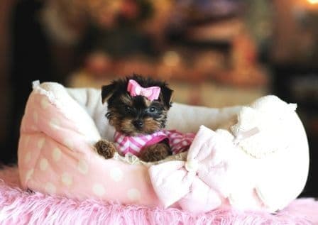 Yorkshire terrier FÊMEA