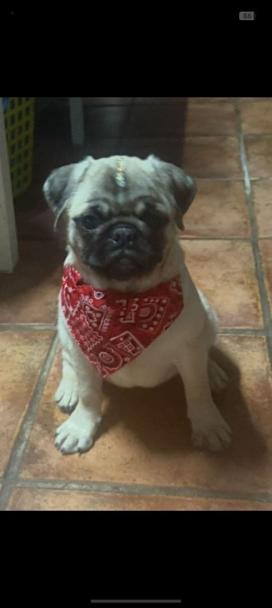 PUG CARLIN !!!!!