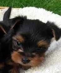 Yorkshire Terrier miniatura -MACHO