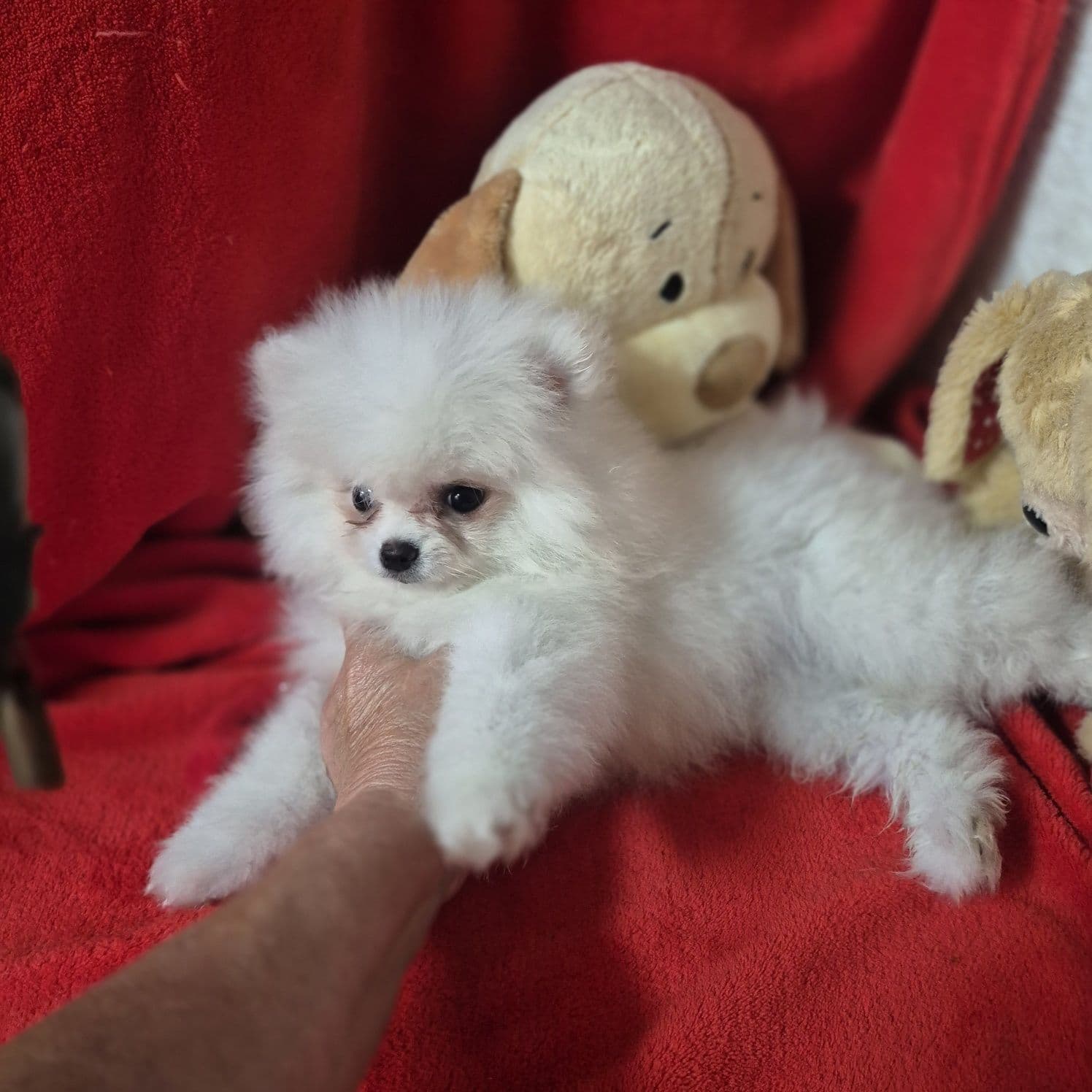 Spitz Alemão Anão Branco Linha Russa Criadora Registada PT 3088 FL