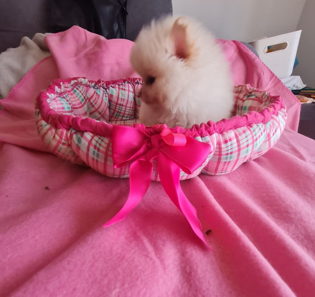 Spitz anao lulu Pomerânia femea c/lop