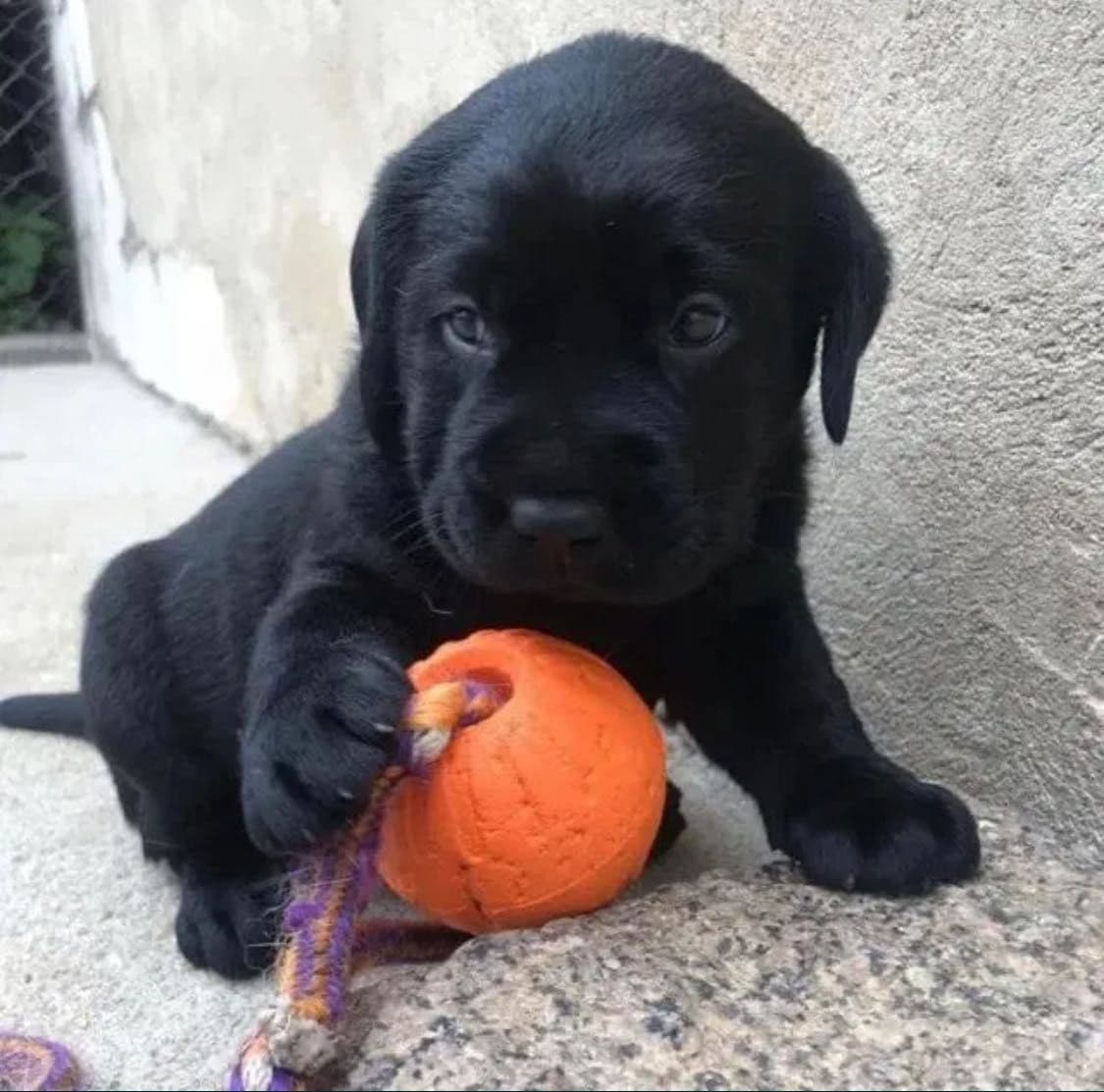 Labradora fêmea preta