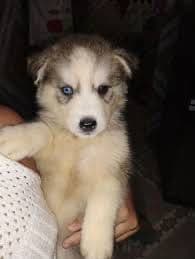 Husky        bebe