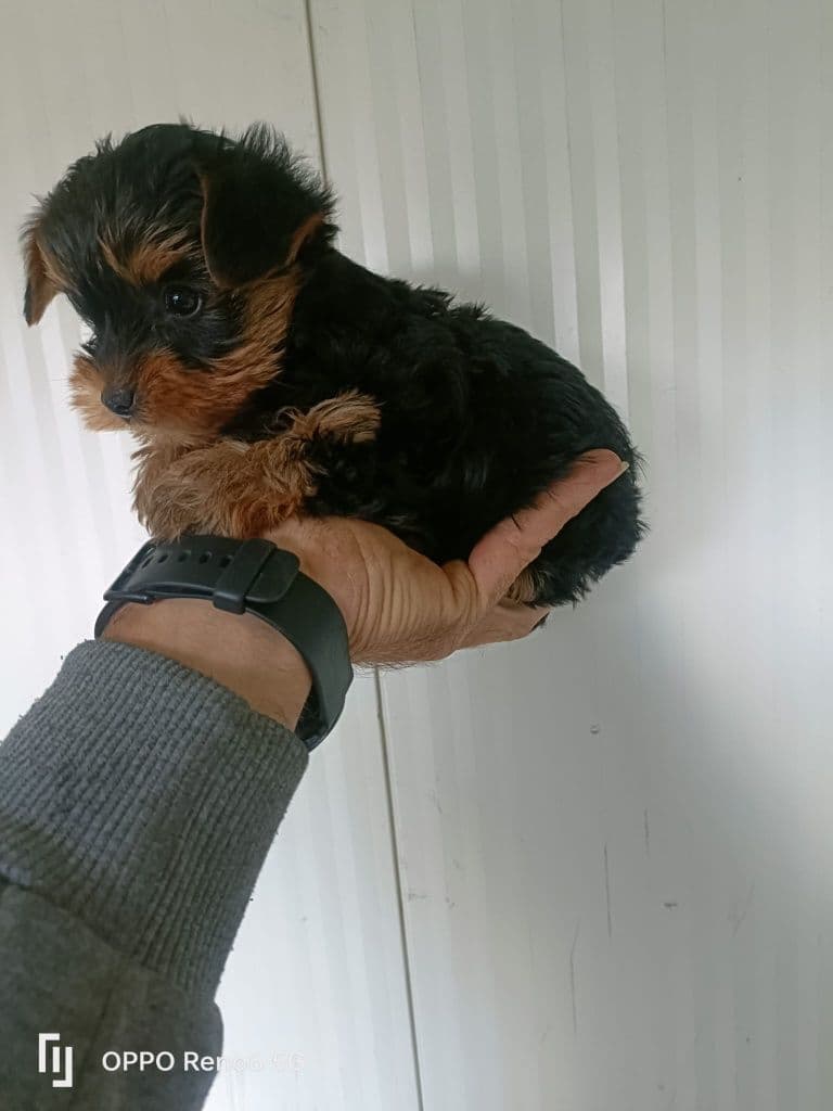 Yorkshire Terrier fêmea