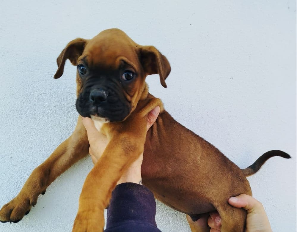 Boxer espetacular