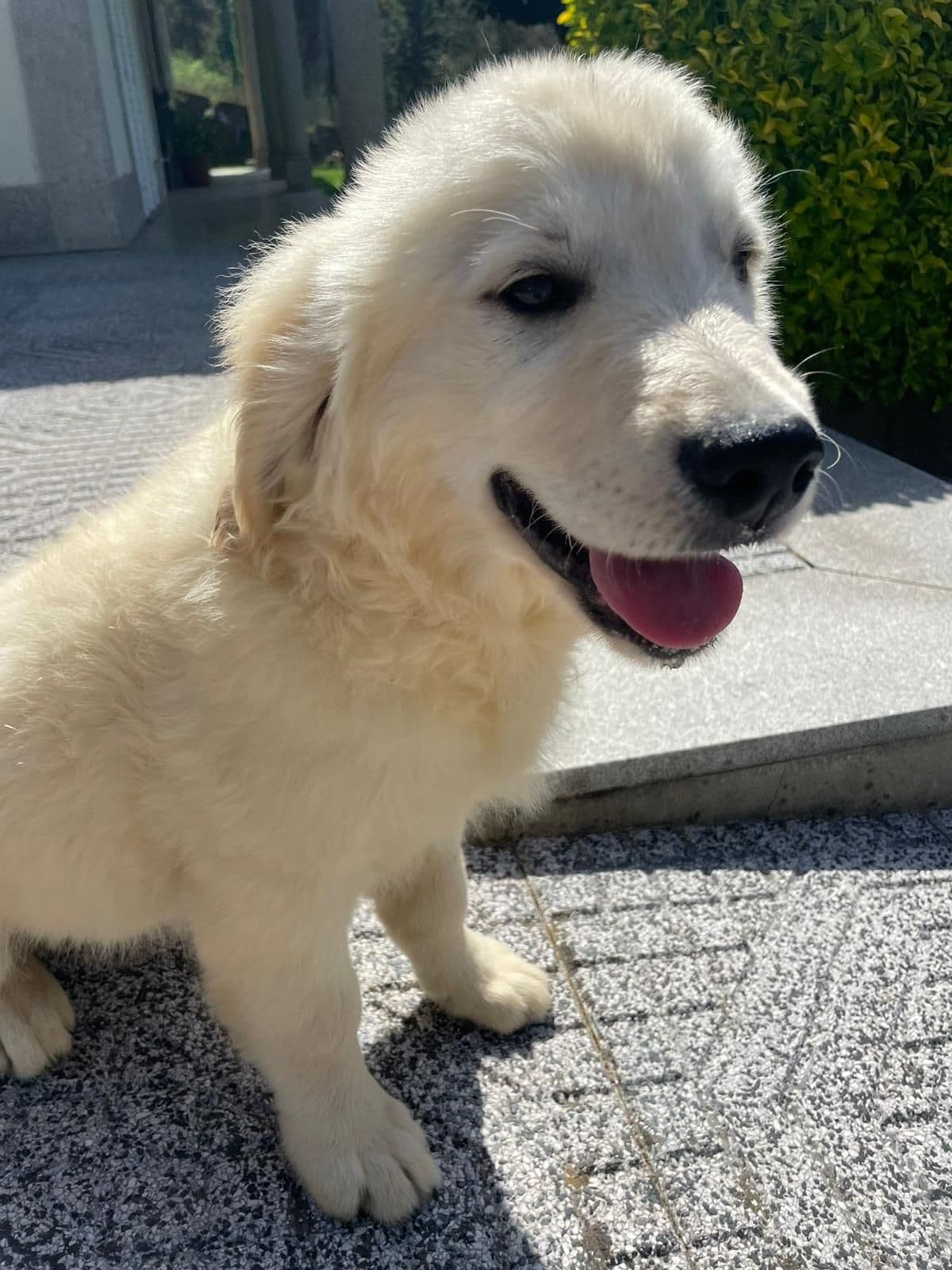 Golden Retriever com LOP descendente de Campeões