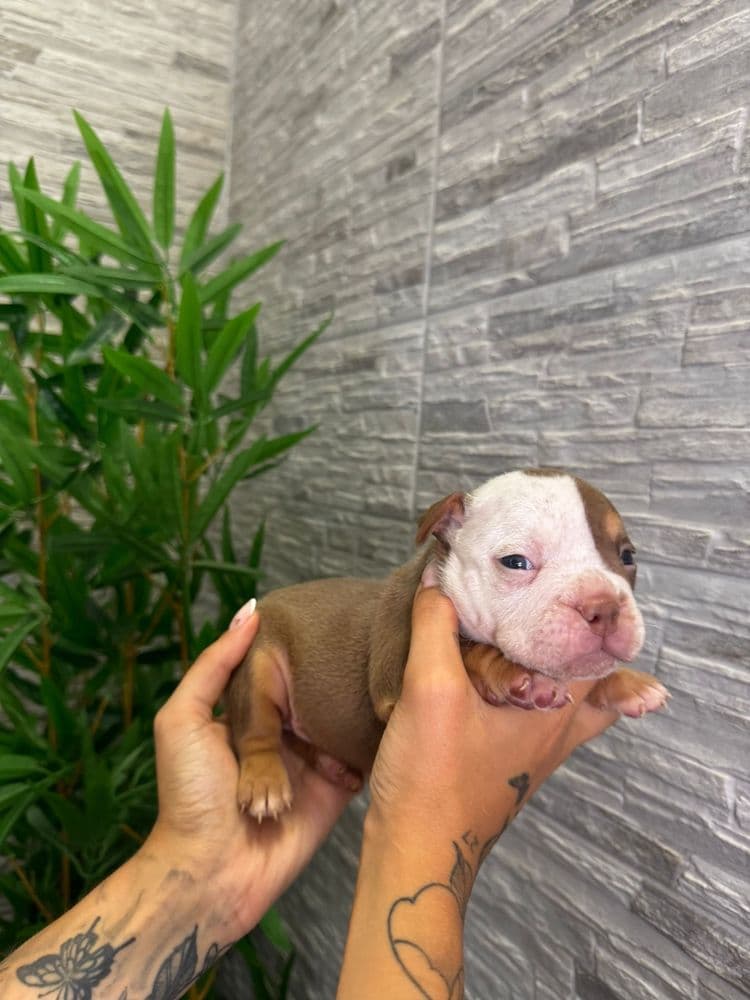 American bully exotic
