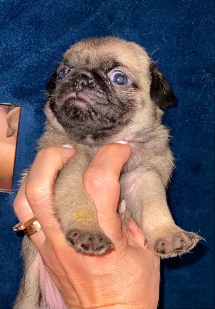 Lindissimo PUG creme  menina