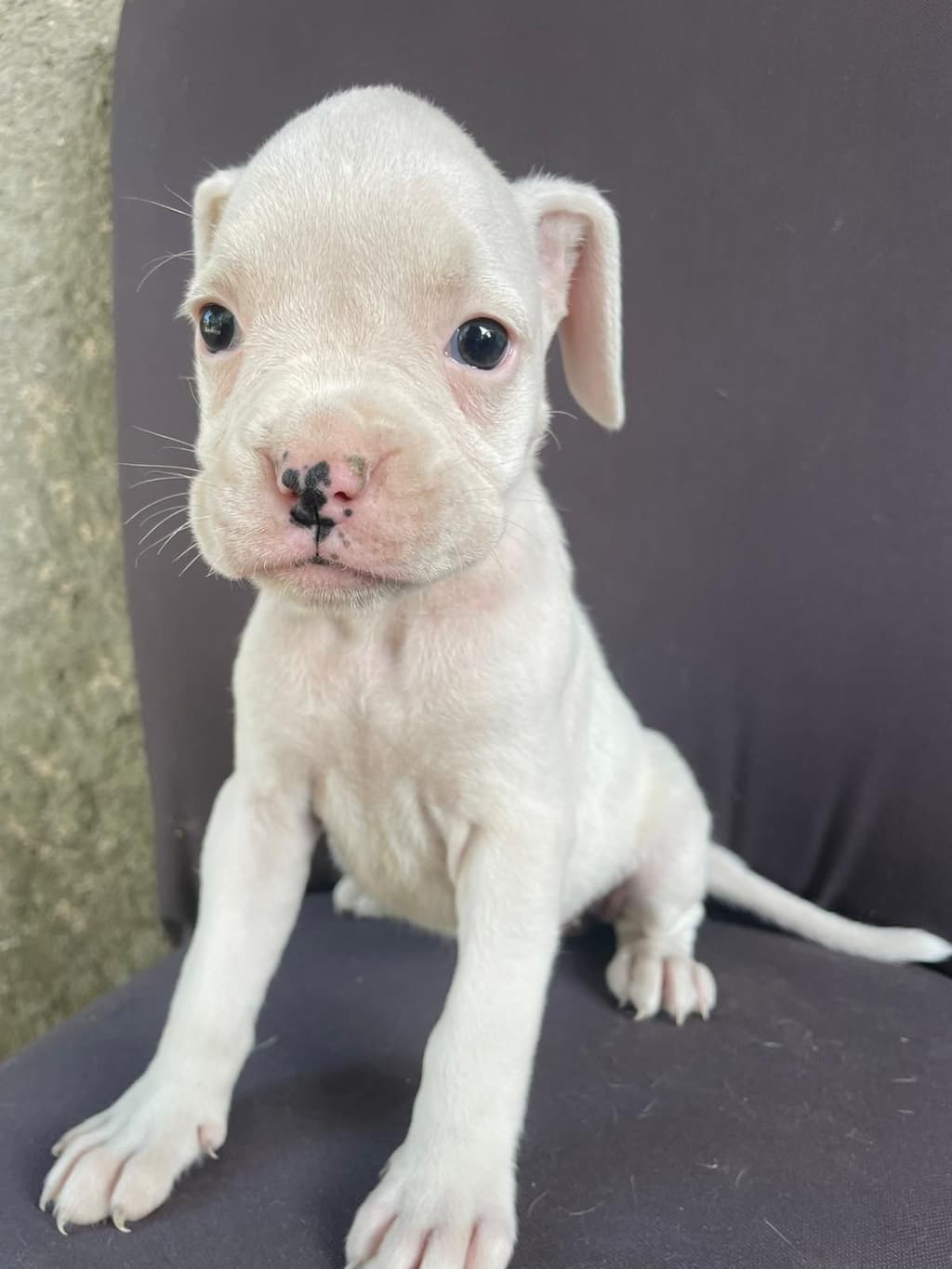 Boxer cachorro lindíssimo