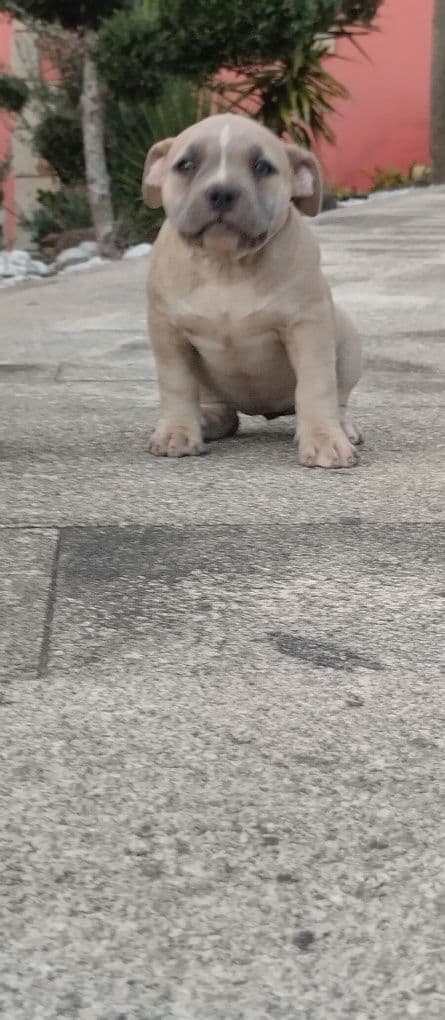 American bully pocket fêmea