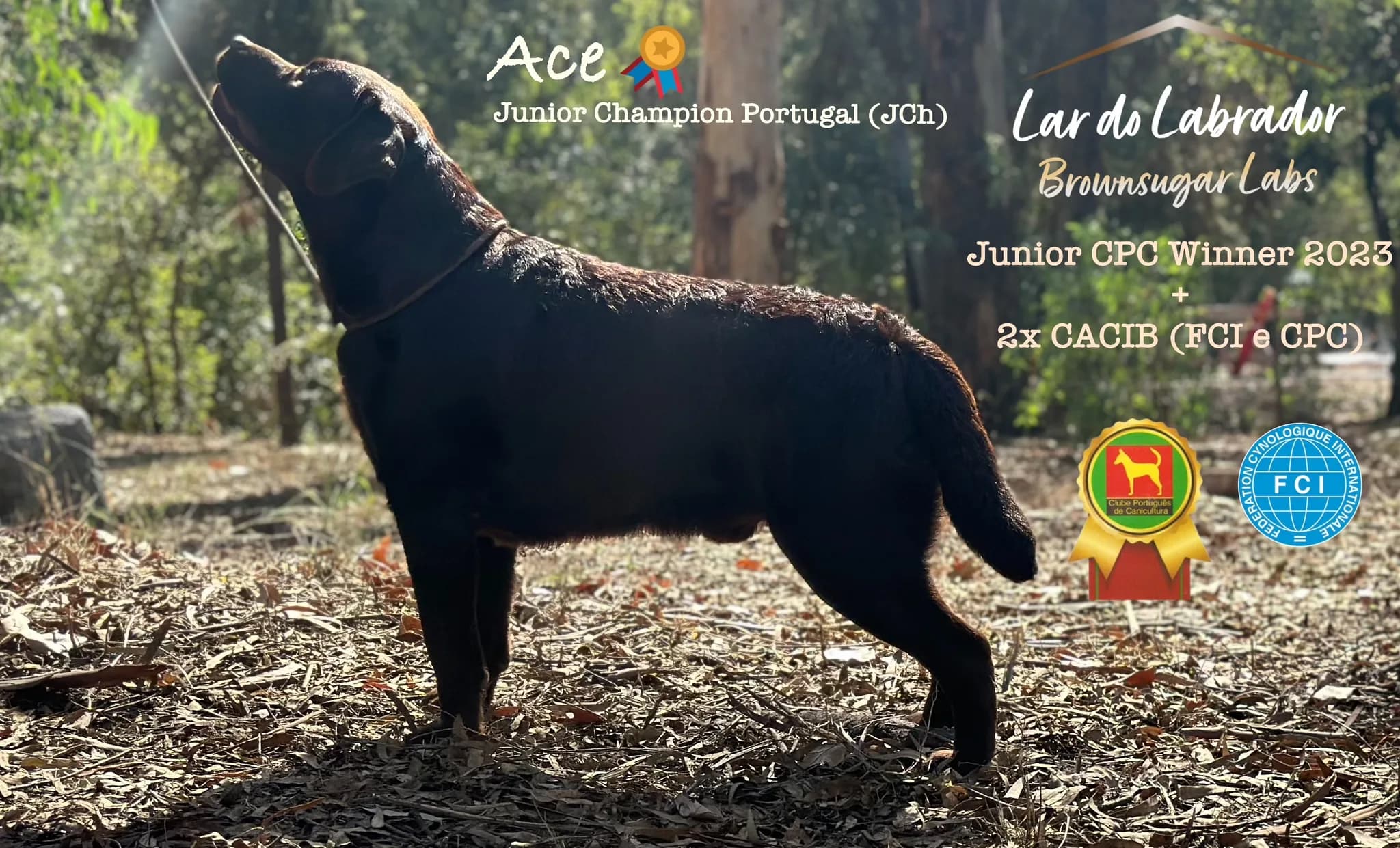 Fotografia de Lar do Labrador