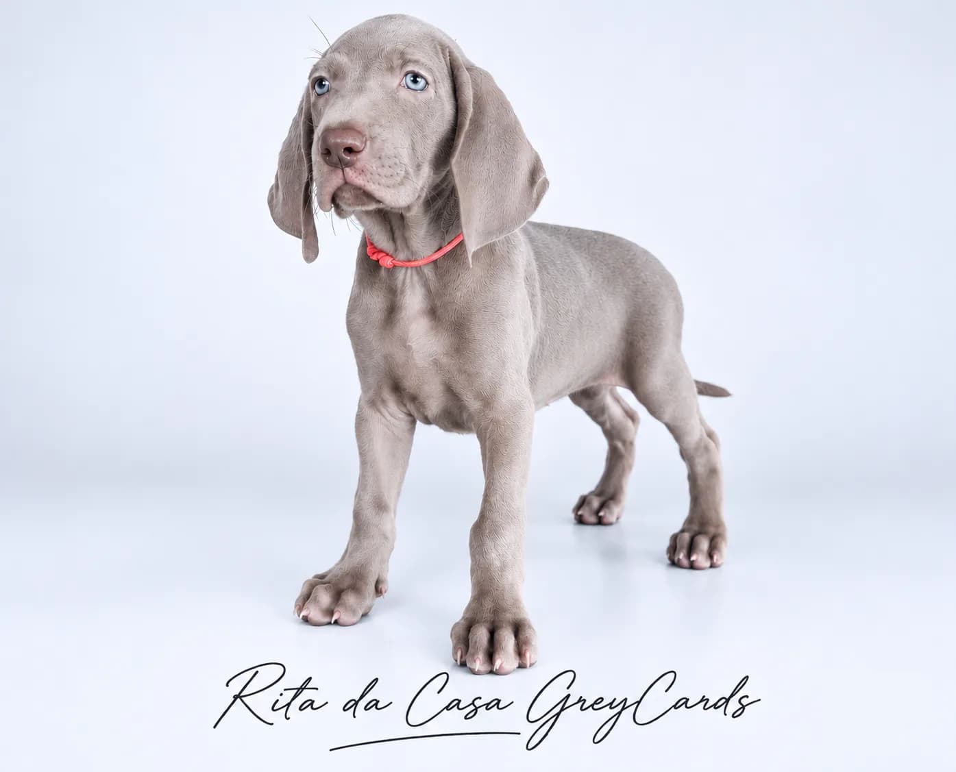 Fotografia de Rita da Casa GreyCards 