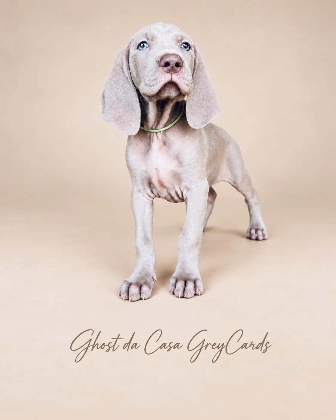 Fotografia de Ghost da casa GreyCards 