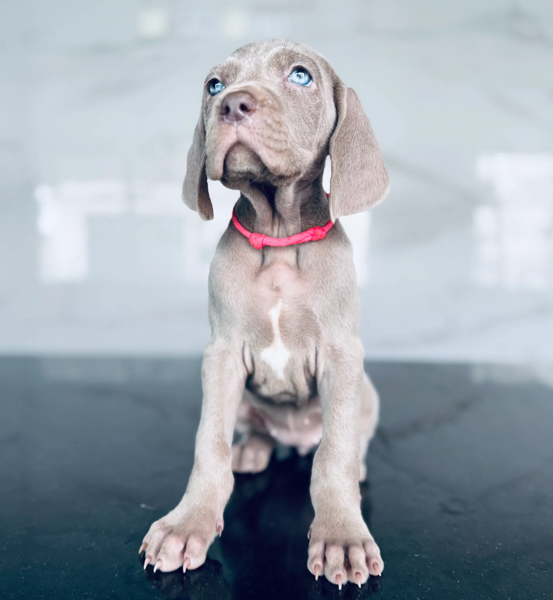 Fotografia de Casa GreyCards - Weimaraners kennel