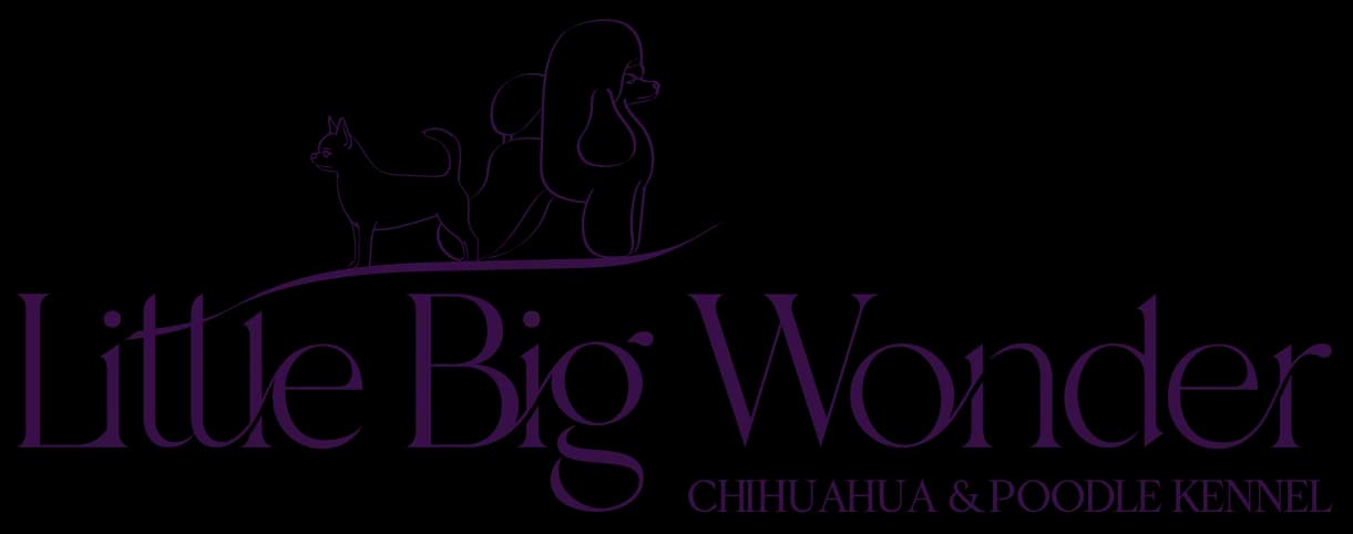 Logótipo de Little Big Wonder