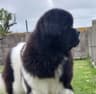 Oolum's Newfoundlands avatar