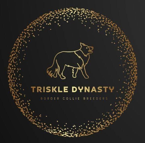 Triskle Dynasty logo