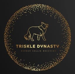 Triskle Dynasty