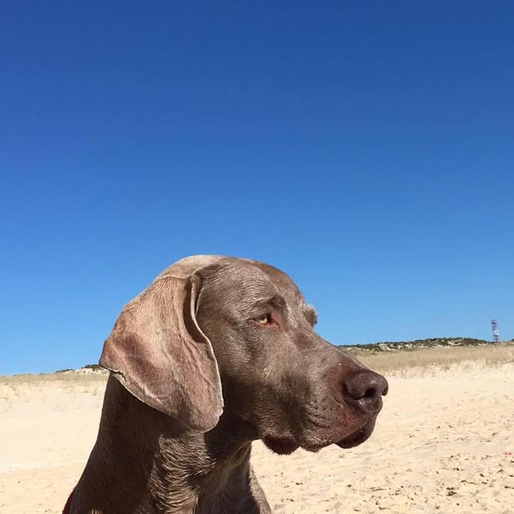 Logótipo de Casa de Juno Weimaraners