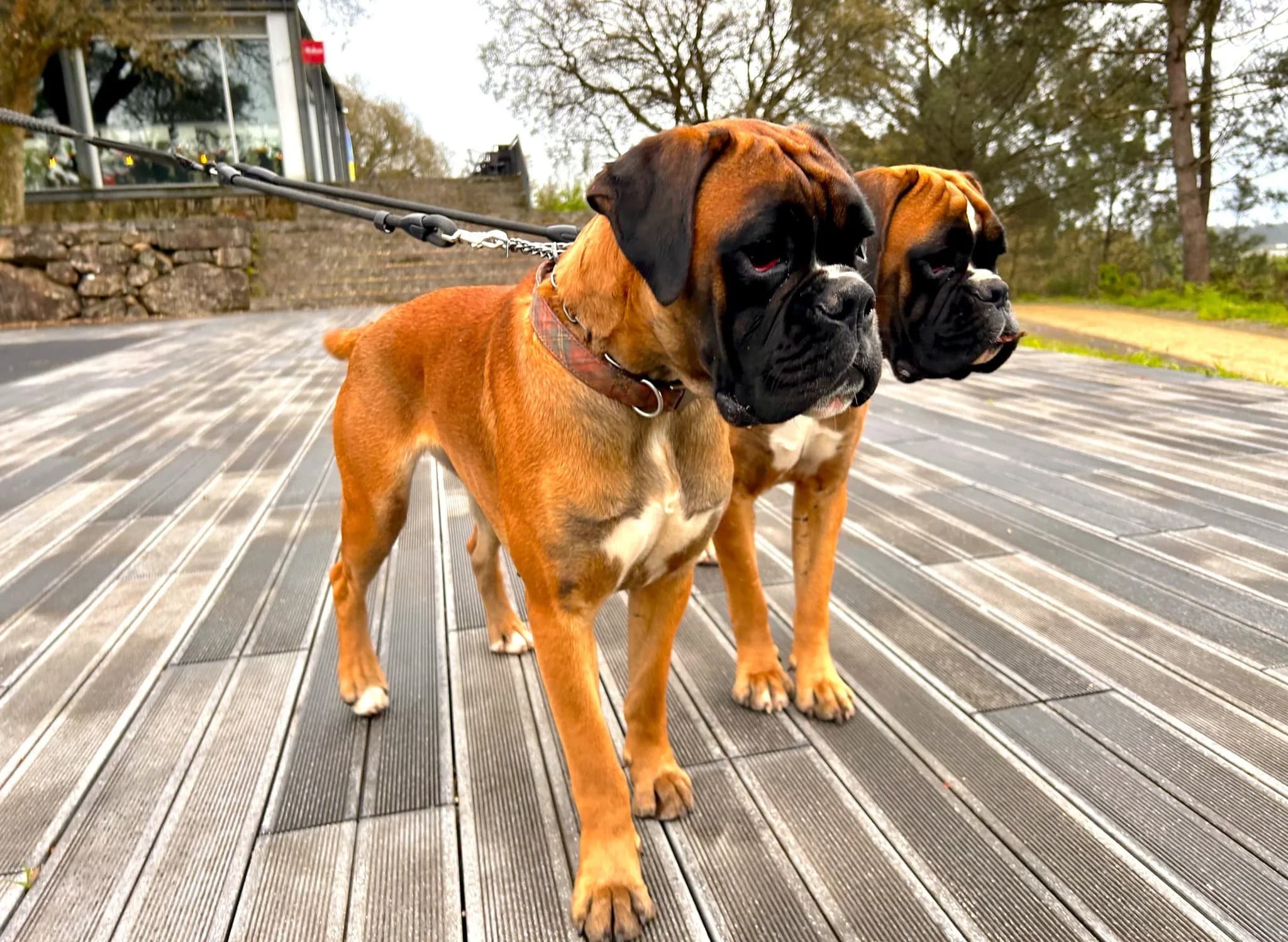 Fotografia de Boxer Kennel von Engel Saint Michael