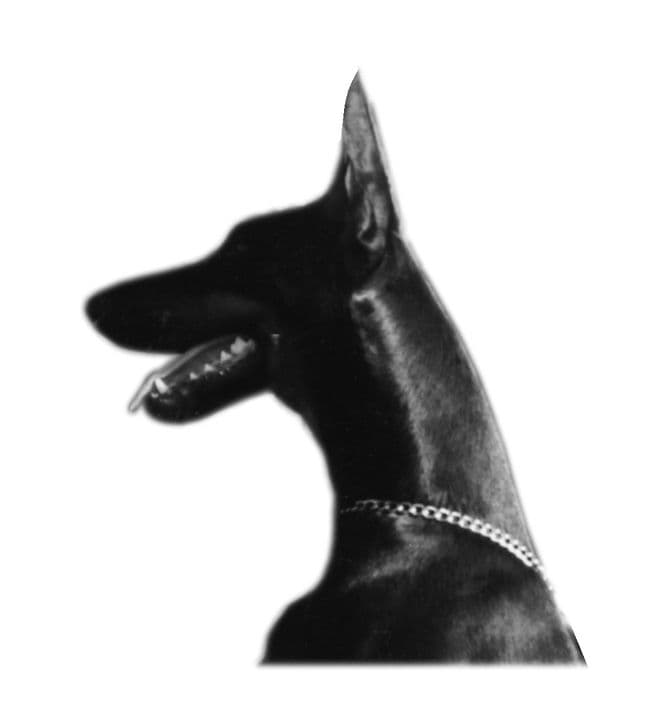 Cardoso's Dharma logo