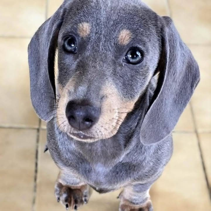 Logótipo de Salsichas & Cãopanhia