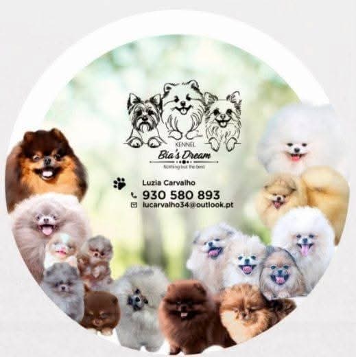 Biasdreamkennel logo