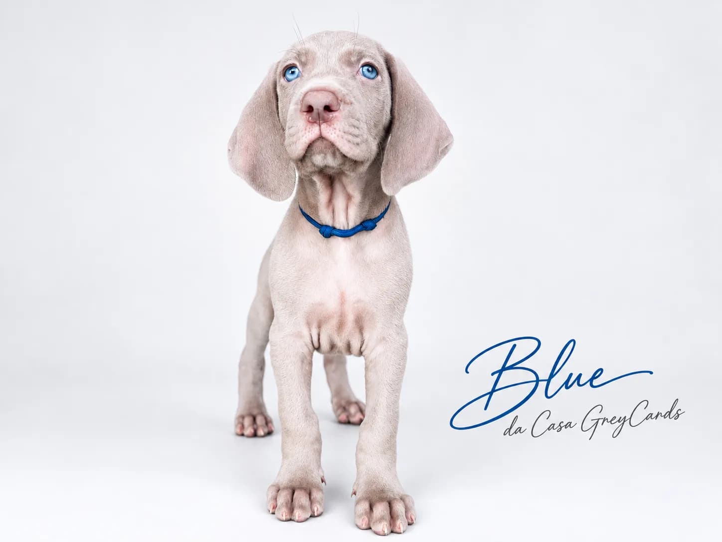 Fotografia de Blue da Casa GreyCards 