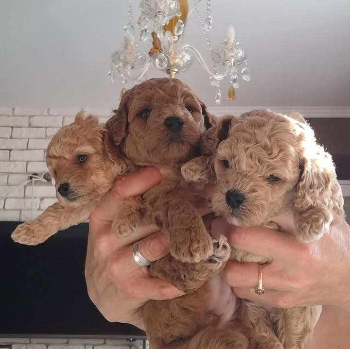 Logótipo de Caniche de Cabo Mondego