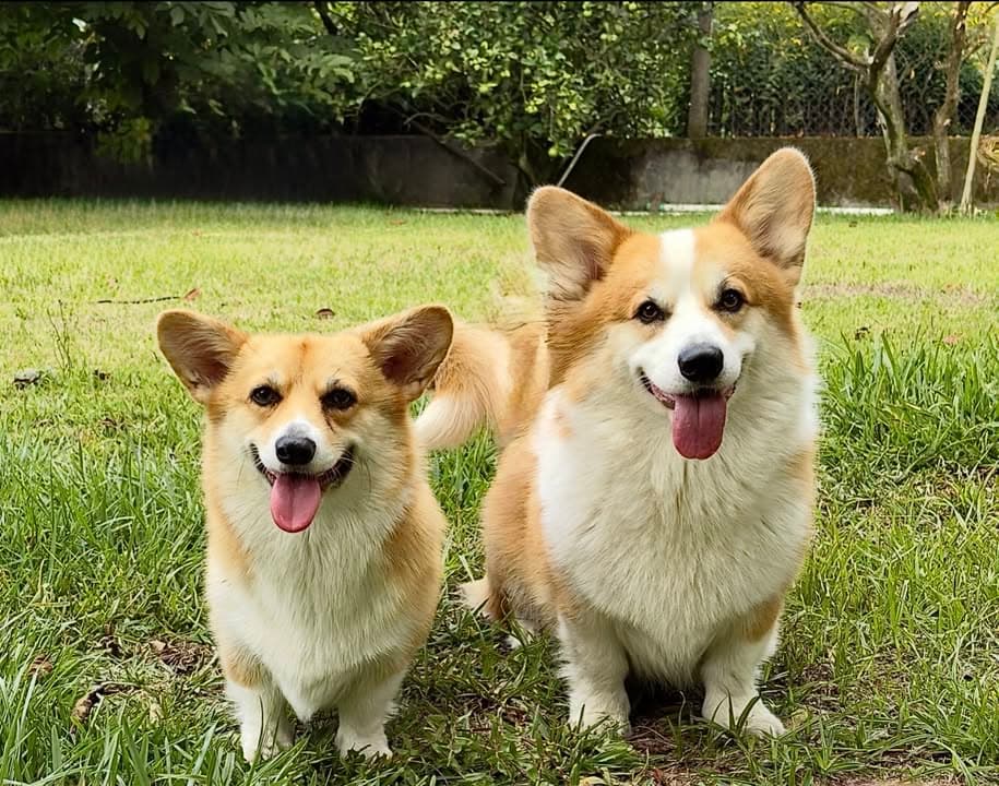 Logótipo de Welsh Corgi Pembroke Porto
